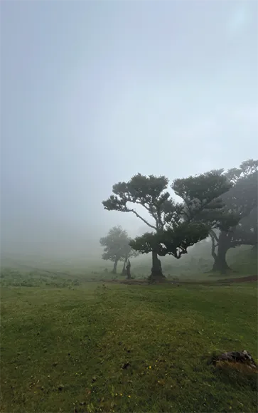 Forêt de Fanal à Madeire